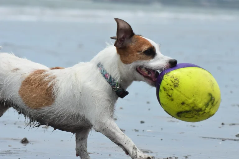 cand se termina prohibitia 2026