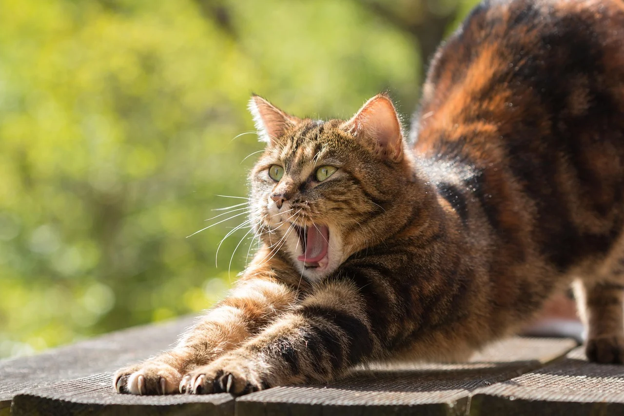 cat dureaza efectul anesteziei la pisici