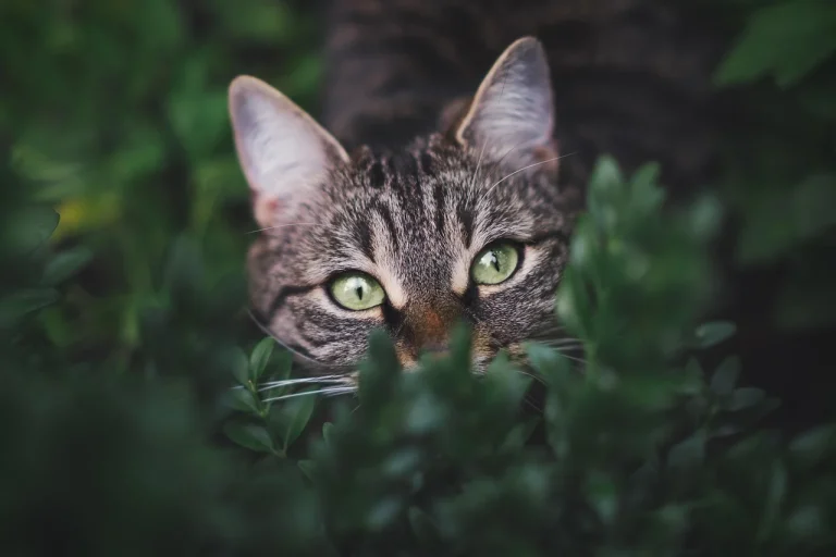 cat dureaza perioada de calduri la motani