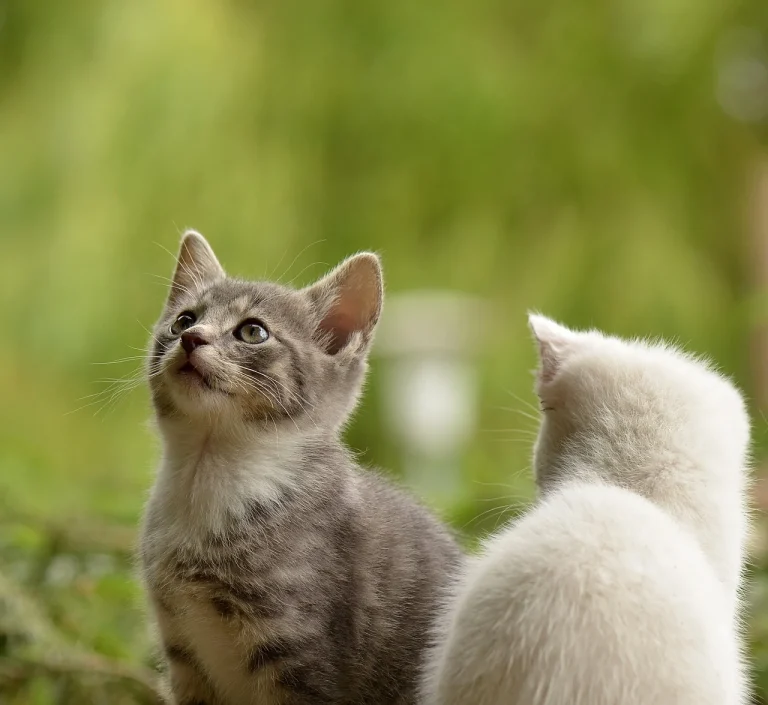 cat dureaza imperecherea la pisici